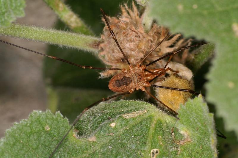 Phalangium_opilio_D8276_Z_85_Les Gris_Frankrijk.jpg